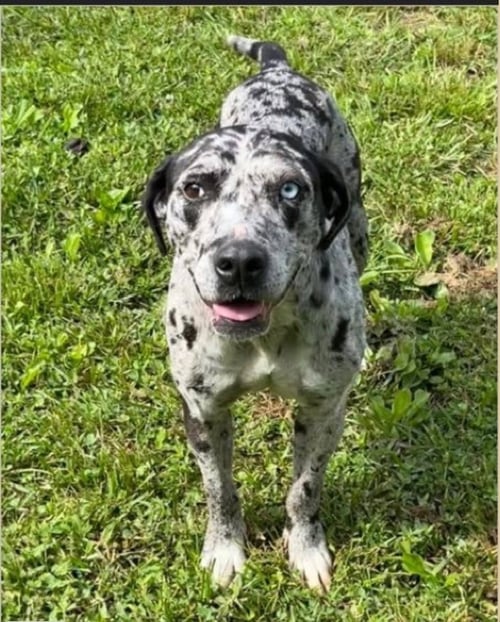 MAGGIE THE MARVEL -  GRAY/BLACK CATAHOULA JEWEL! - Catahoula Leopard Dog / Black and Tan Coonhound available for adoption