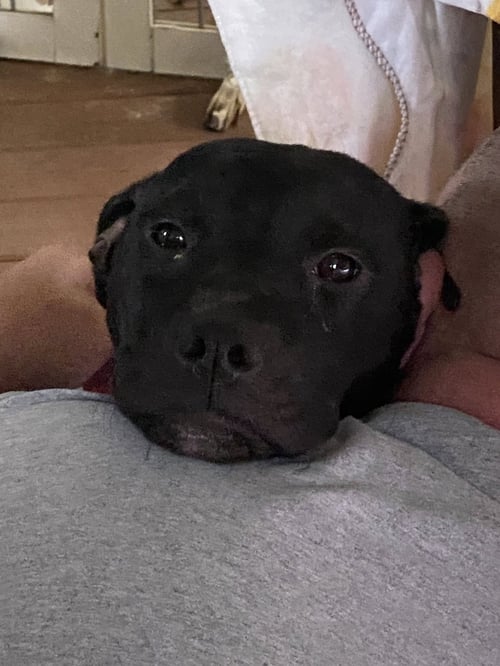 CINDERELLA - LOST MORE THAN A LOST SLIPPER - Black Labrador Retriever / Bulldog available for adoption