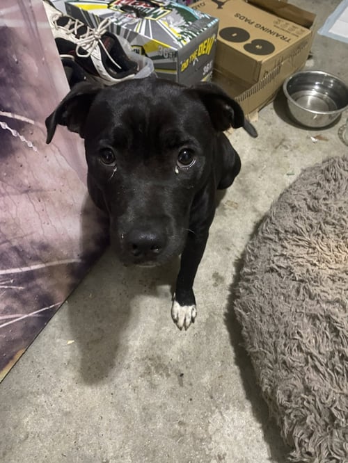 CINDERELLA - LOST MORE THAN A LOST SLIPPER - Black Labrador Retriever / Bulldog available for adoption