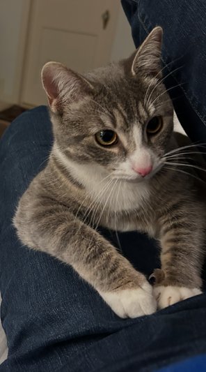 CARLY "WAYNE" KITTEN- BIG, BOLD, CUDDLY KITTEN - Tabby / American Shorthair available for adoption