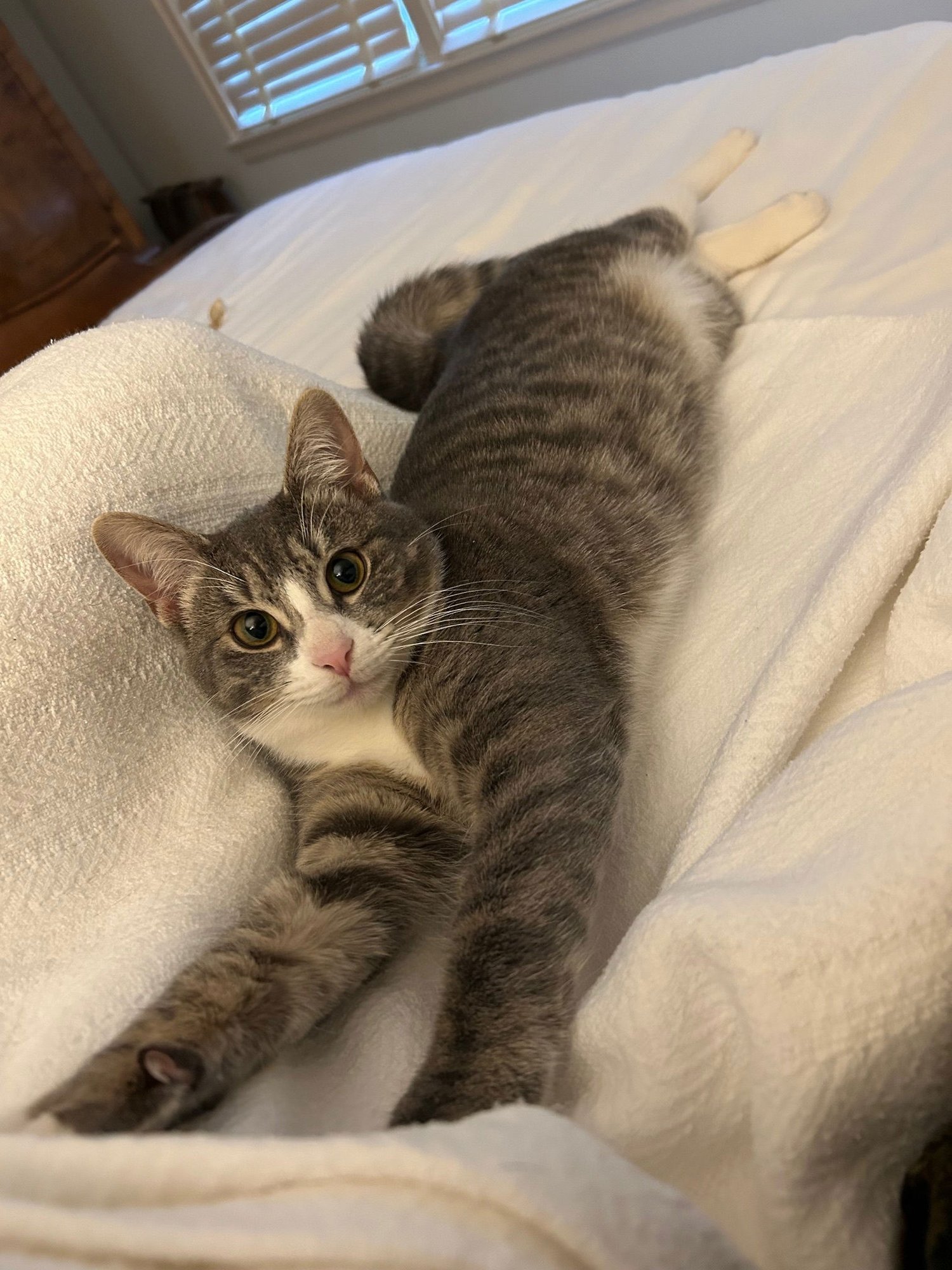 CARLY "WAYNE" KITTEN- BIG, BOLD, CUDDLY KITTEN - Tabby / American Shorthair available for adoption