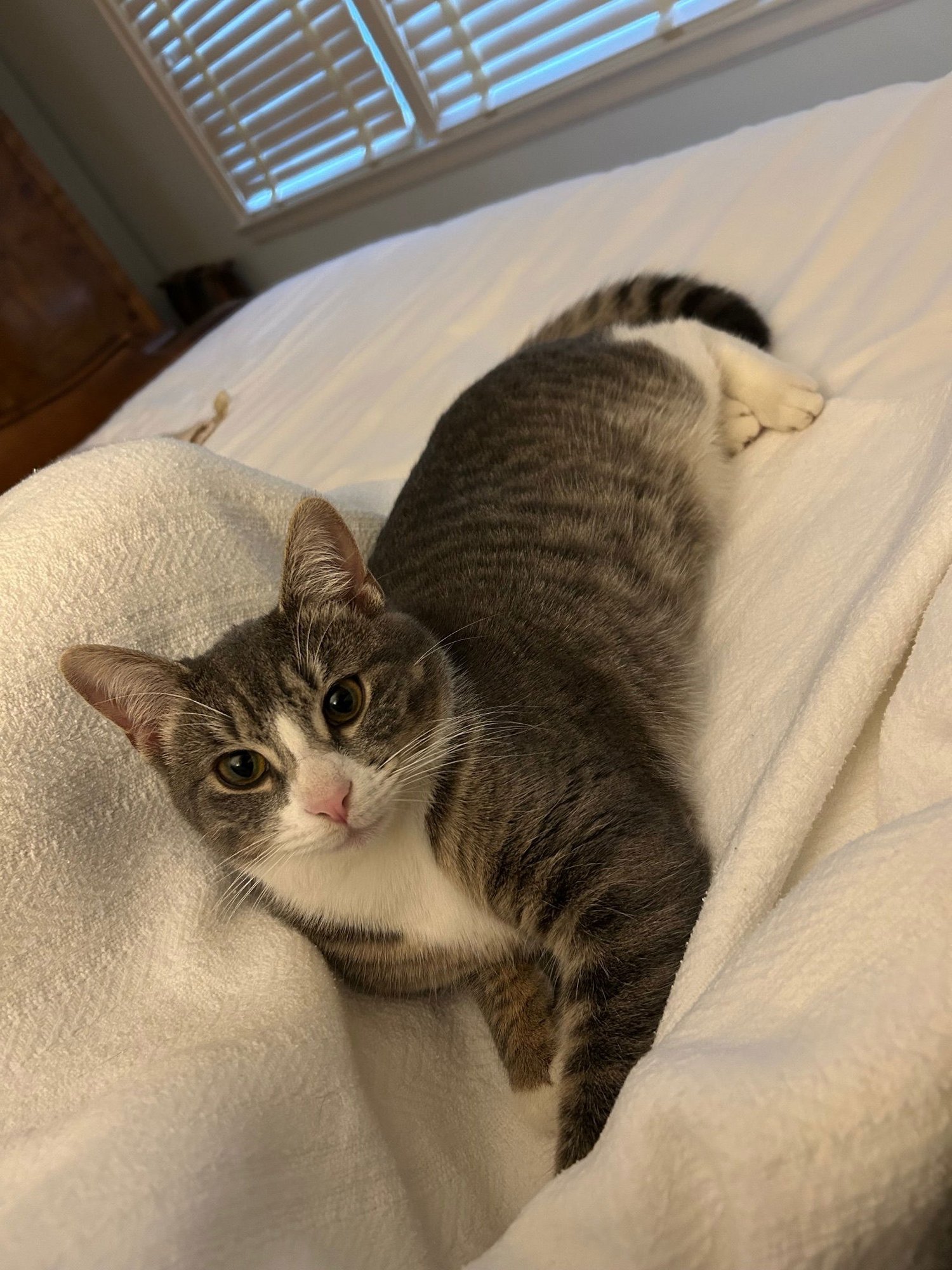 Carly "Wayne" Kitten- BIG, BOLD, CUDDLY Kitten - Photo 3