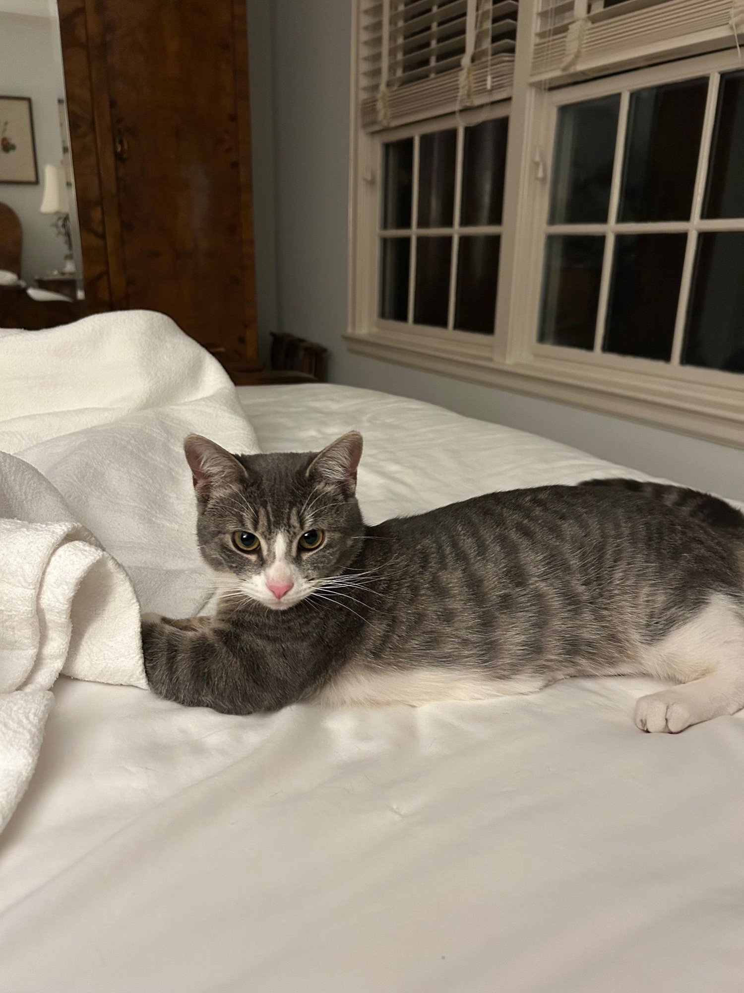 Carly "Wayne" Kitten- BIG, BOLD, CUDDLY Kitten - Photo 5