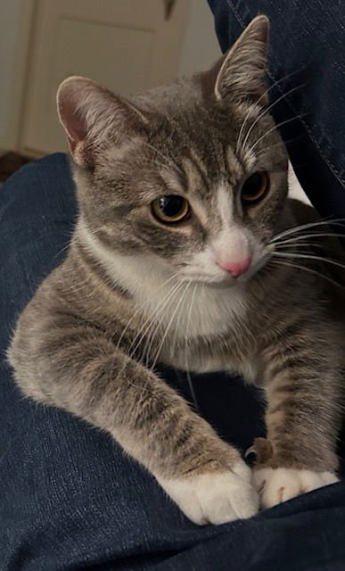 Carly "Wayne" Kitten- BIG, BOLD, CUDDLY Kitten - Photo 6