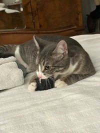 CARLY -STAR KAT - Sweet, Perfect, So FUN! :) - Photo 12