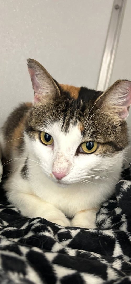 DINAH IS A DOLL! ADOPT ASAP! STUNNING! - Calico available for adoption