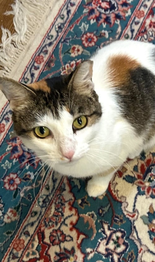 DINAH IS A DOLL! ADOPT ASAP! STUNNING! - Calico available for adoption
