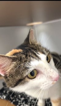 Dinah is a Doll! Adopt ASAP! Stunning! - Photo 5