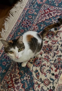Dinah is a Doll! Adopt ASAP! Stunning! - Photo 3