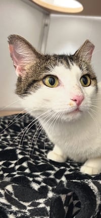 Dinah is a Doll! Adopt ASAP! Stunning! - Photo 8