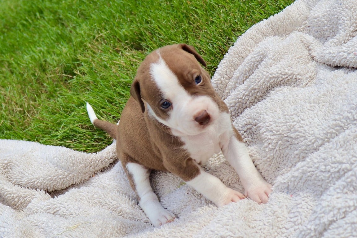 Bam Bam - The Little Pup Who Makes a Big Impact! Image