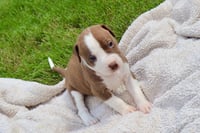 Bam Bam - The Little Pup Who Makes a Big Impact! - Photo 1