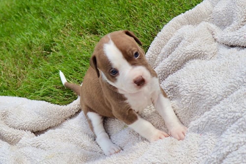 BAM BAM - THE LITTLE PUP WHO MAKES A BIG IMPACT! - American Staffordshire Terrier / Labrador Retriever available for adoption