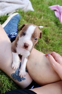 Bam Bam - The Little Pup Who Makes a Big Impact! - Photo 2