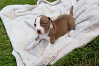Bam Bam - The Little Pup Who Makes a Big Impact! - Photo 3
