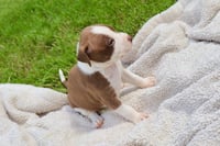 Bam Bam - The Little Pup Who Makes a Big Impact! - Photo 4