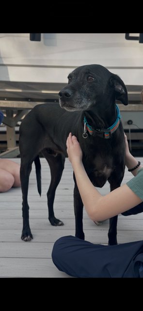 TYSON - KID APPROVED!