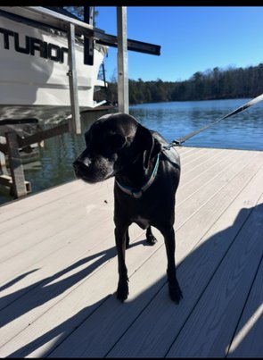 TYSON - KID APPROVED! - Black Labrador Retriever available for adoption