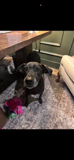 Tyson - Kid Approved! - Photo 6