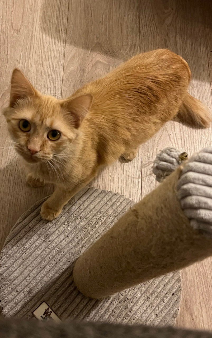 Pumpkin Spice and Everything Nice - Photo 3