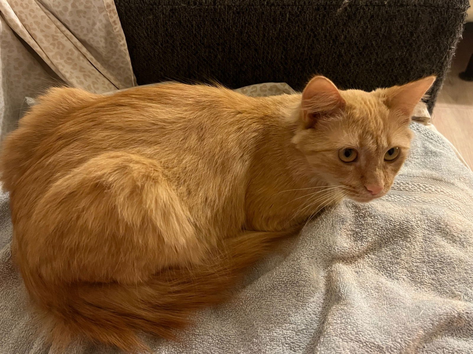 Pumpkin Spice and Everything Nice - Photo 4