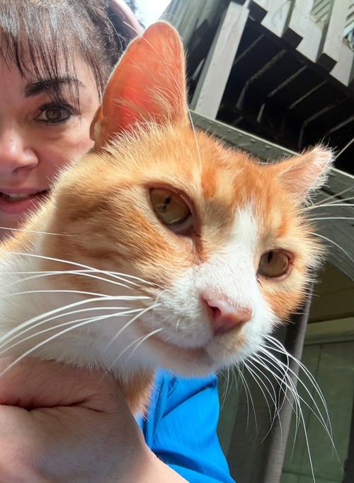GUM DROP - ONE LOOK AND YOU'LL MELT - American Shorthair available for adoption