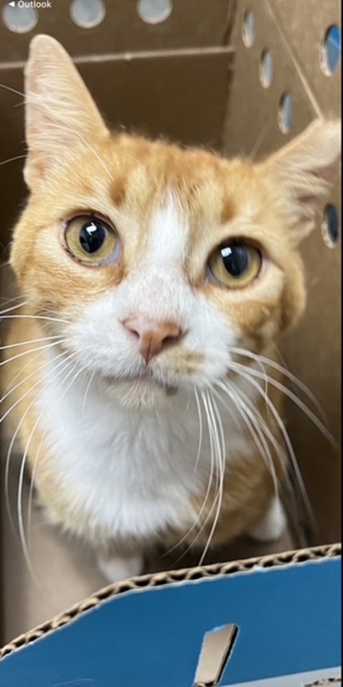 GUM DROP - ONE LOOK AND YOU'LL MELT - American Shorthair available for adoption