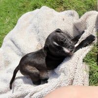 Clyde - Looking for a Partner in Love Not Crime - Photo 1