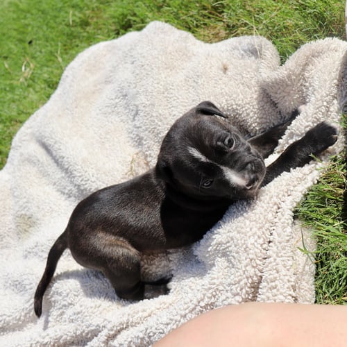 CLYDE - LOOKING FOR A PARTNER IN LOVE NOT CRIME - American Staffordshire Terrier / Labrador Retriever available for adoption