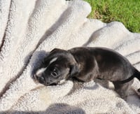 Clyde - Looking for a Partner in Love Not Crime - Photo 2