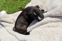 Clyde - Looking for a Partner in Love Not Crime - Photo 3