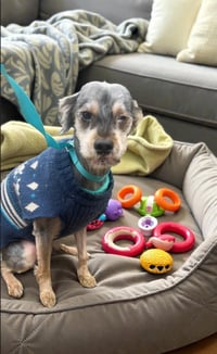 CHARLIE, SWEET, SWEET GRATEFUL BOY - Photo 3