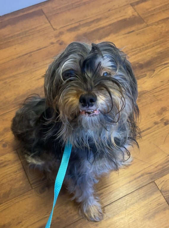 CHARLIE, SWEET, SWEET GRATEFUL BOY Image
