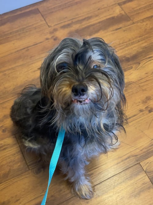 CHARLIE, SWEET, SWEET GRATEFUL BOY - Terrier available for adoption