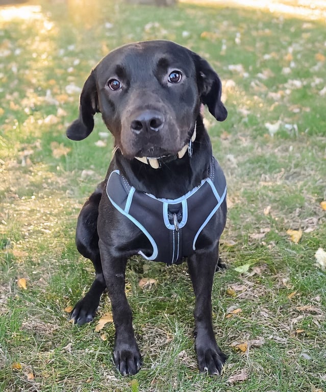 Huncho - Leader of the Snack Image