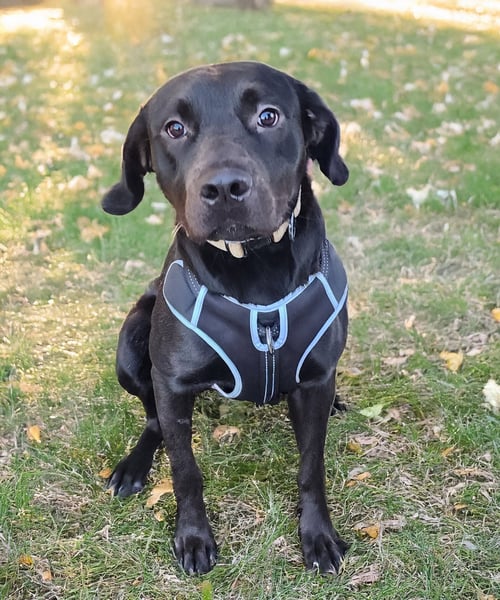 HUNCHO - LEADER OF THE SNACK - Labrador Retriever available for adoption