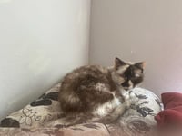 Willow - Older Siamese Mix/Torti -SHORT Term Fost - Photo 3
