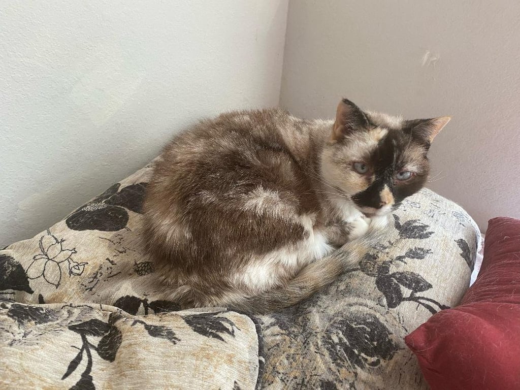Willow - Older Siamese Mix/Torti -SHORT Term Fost Image