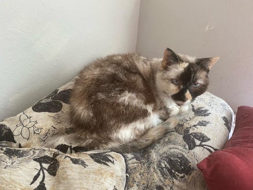 WILLOW - OLDER SIAMESE MIX/TORTI -SHORT TERM FOST - Siamese available for adoption