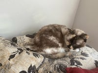 Willow - Older Siamese Mix/Torti -SHORT Term Fost - Photo 2
