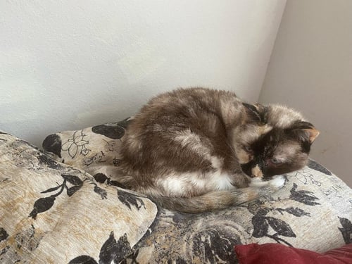 WILLOW - OLDER SIAMESE MIX/TORTI -SHORT TERM FOST - Siamese available for adoption