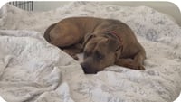 Duke - Abandoned cowboy - $1000 safe ranch - Photo 1