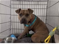 Duke - Abandoned cowboy - $1000 safe ranch - Photo 2