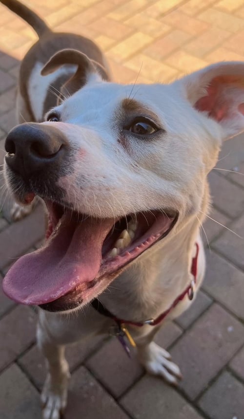 TEDDY - SOFT AS A TEDDY BEAR - Hound / Terrier available for adoption