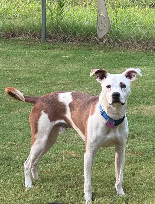 TEDDY - SOFT AS A TEDDY BEAR - Hound / Terrier available for adoption