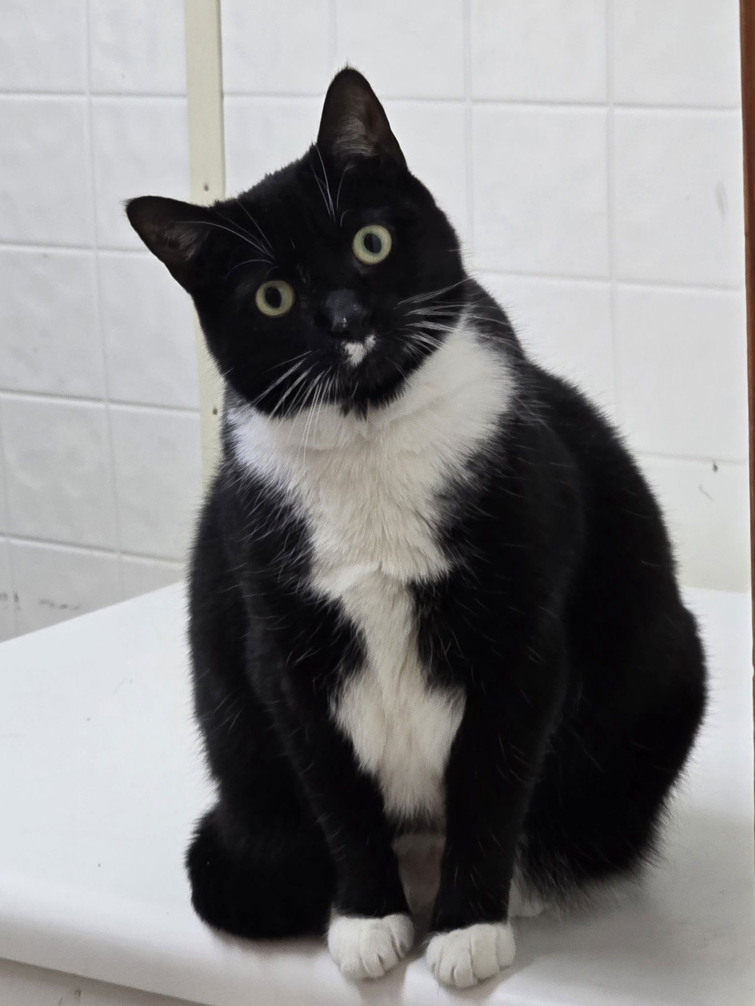 DAHLIA - Tuxedo available for adoption