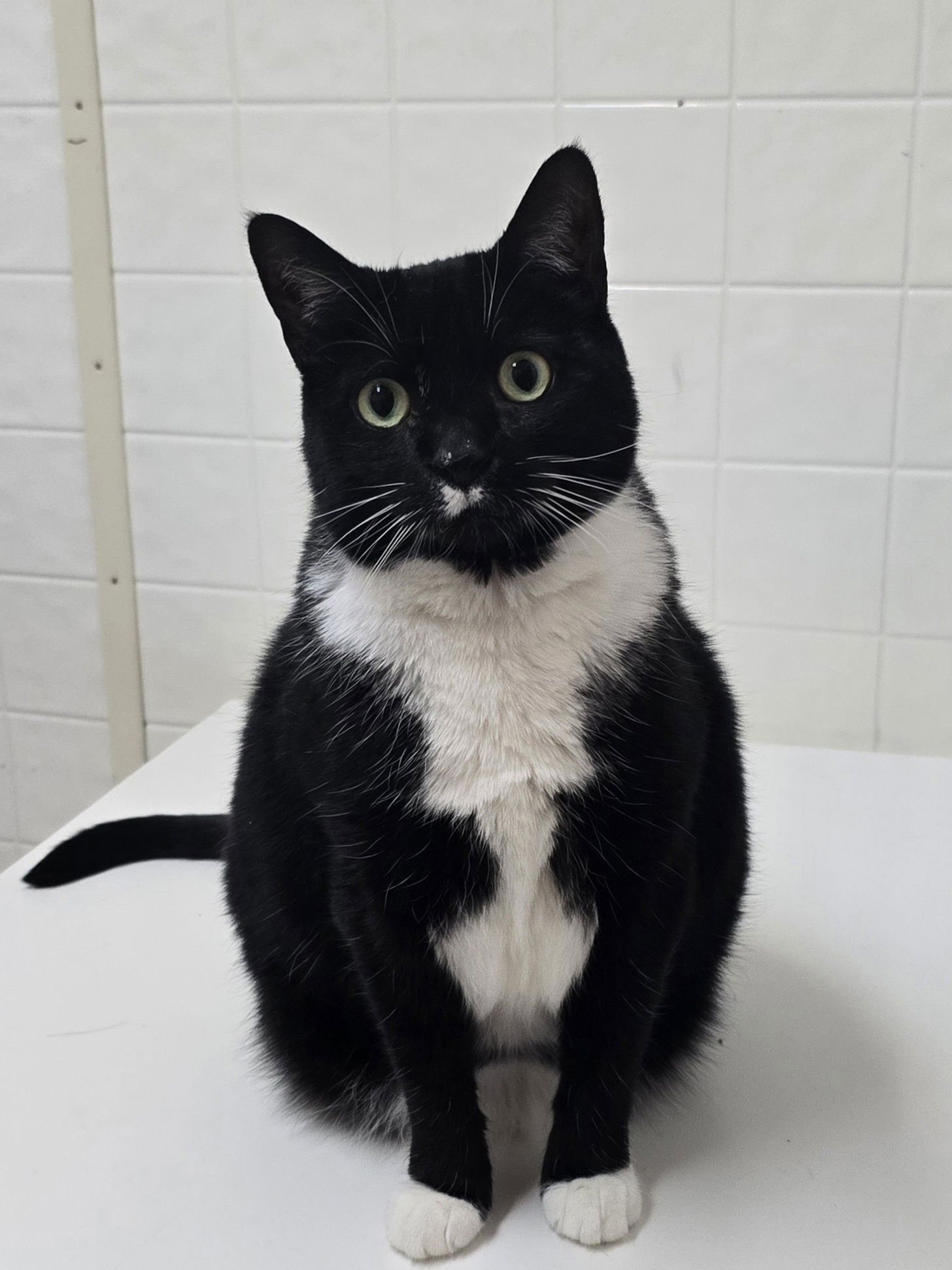 DAHLIA - Tuxedo available for adoption