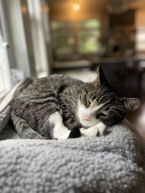COOKIE - Domestic Short Hair available for adoption