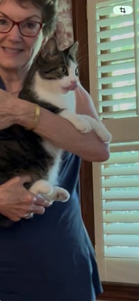 BETTY BOBTAIL -Beautiful! Sweet! BIG presence - Photo 4