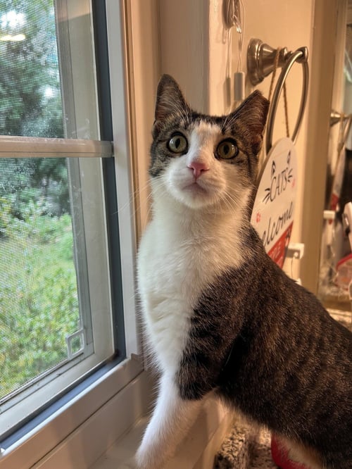 MS. MAXIE THE MANX - YOUNG, SWEET, BEAUTIFUL! - Manx available for adoption